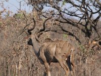 Marion, Romane South Africa 2014 (20 of 45) : KNP Pretoriuskop, Marion visit